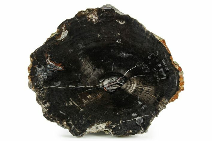 Polished Petrified Wood (Conifer) Round - Circle Cliffs #382207